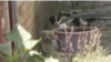 Ukrainian Man Braves Bombs To Feed Stray Dogs GRAB