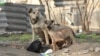 Mariana Pîntea, singurul rabiolog din Chișinău: „Este foarte important ca persoanele mușcate de animale să se adreseze imediat la medic” 