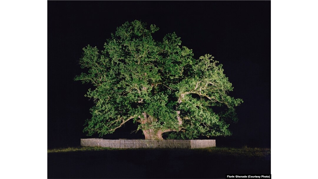„Bătrânul Carpaților”, arbore secular fotografiat de Florin Ghenade în cadrul proiectului „Arbori bătrâni”, prezentat în mai multe expoziții în țară.