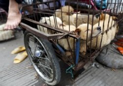Живые собаки, которых скоро могут зажарить заживо, в китайском городе Юйлинь.