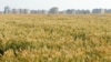 Image result for "Міхаіл Шруб"