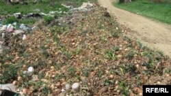 Macedonia - Agricultural workers, Prilep, 23Apr2009