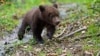 Bear at "Observator de ursi", Baile Tusnad, Romania