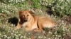 Potrivit estimărilor, în R. Moldova ar exista circa 8000 de animale fără stăpân.