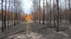 Image result for Сіліверст 
