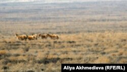 Алтынемел қорығында жайылып жүрген жануарлар. Алматы облысы, 30 наурыз 2012 жыл.