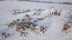 The Nomadic Nenets Of Russia
